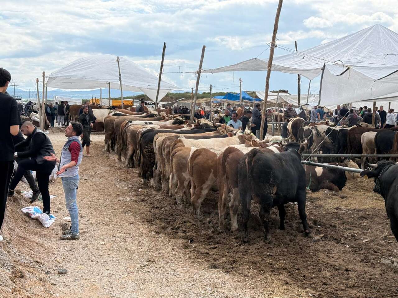 Konya’da arefe yoğunluğu! Kurban pazarlarında sıkı pazarlık yapılıyor 8